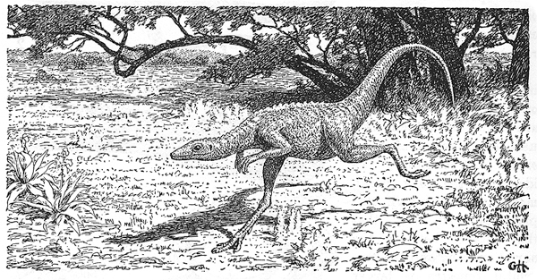 compsognathus fossil