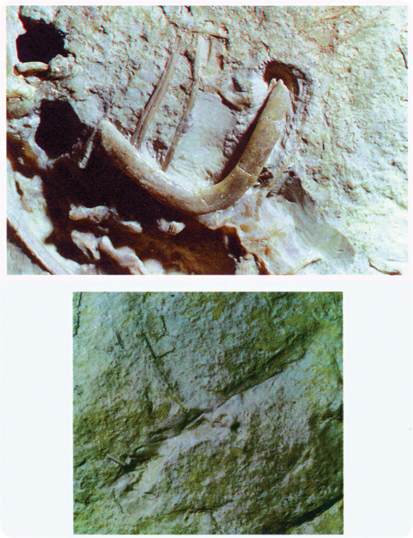 archaeopteryx hoax