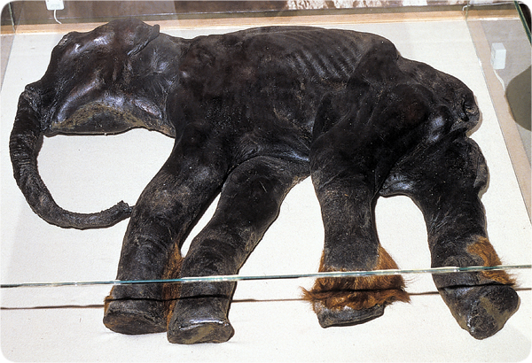 Baby Mammoth Found